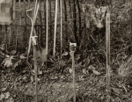 George's Garden, New York, #1, 1983