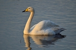 Whooper Swan