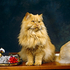 A Persian called 'Lady'