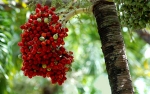 Christmas palm