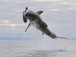 Great White Shark breach (frame 4), Mossel Bay, South Africa