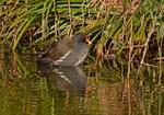Moorhen