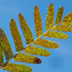 Royal fern (Osmunda regalis)  in autumn. 