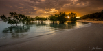 Star in the Mangroves