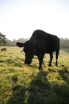 Tuckets Field Cows _030