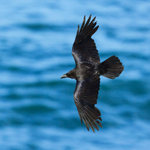Raven in flight at Durlston