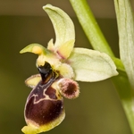 Conrad's Orchid (Ophrys conradiae)