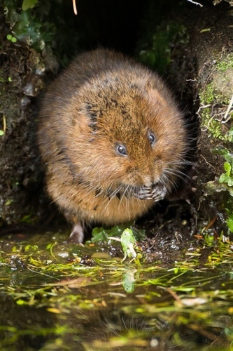 Water voles excavate extensive burrow systems into the banks of waterways. These have sleeping/nest chambers at vario…