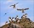 Puffin Colony