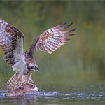 Charlie Kidd osprey struggling with trout