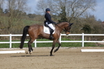 Dressage - Legacy C portfolio