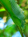 Red-eyed Tree Frog camouflaged during daytime, Manuel Antonio