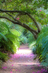 19th April Sub Tropical Gardens