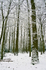 Tree - 0711