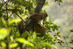Macaque Monkey in Jungle in Ella Sri Lanka 4