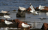 SBG033: Gulls