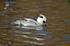 Smew