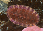 Tonicella marmorea