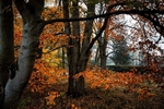 Farnley Woods