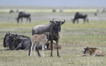N'Gorongoro