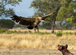 White-backed Vulture faces off Spotted Hyena