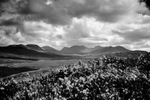Twelve Bens (B&W)