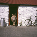 Home Sweet Home, Ireland
