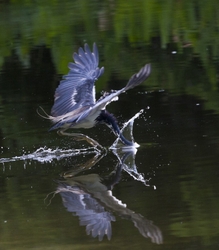 Tricolored Heron _0034