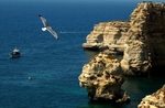 Bird View