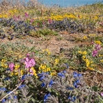 Pink pirouette  (Silene colorata) with Dyer's alkanet  (Alkanna tinctoria or Alkanna lehmanii)) with Grey Bird’sfoot Trefoil (Lotus cytisoides) 