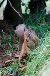 Red Squirrel 23
