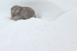 Arctic Fox sheltering from blizzard, Hornstrandir, Iceland