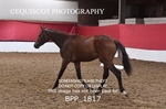 BPP_1817