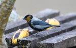 Silver-Backed Tanager