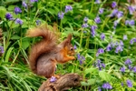 z4049 Red Squirrel, Borthwood Copse