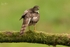 Sparrowhawk, South Wales