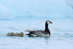 Barnacle Goose & chicks on lagoon, Jokulsarlon, Iceland