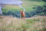 Steel Fell-10