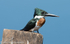 Amazon kingfisher