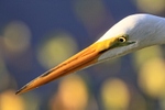 Great Egret head close view, Venice Rookery, Florida