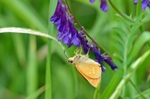 Large Skipper