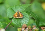Large Skipper