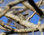 Plain-capped Starthroat portfolio