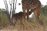 A giraffe feeding her calf