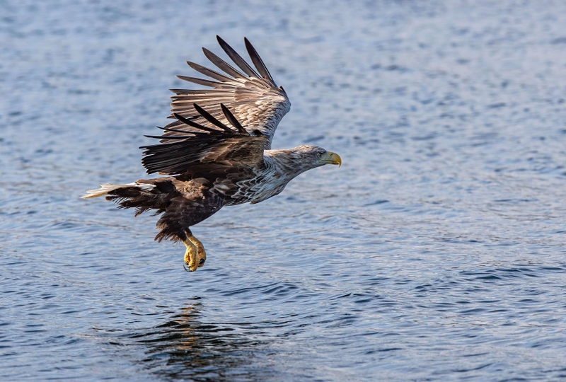 White Tailed Eagle - Isle of Mull - Scotland