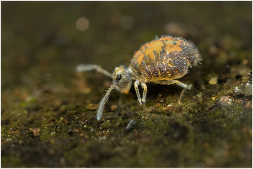 The "novel" Katiannid springtail currently designated [i]Katiannidae genus nov.1 sp. nov.[/i]. On a wall, Staffordshi…