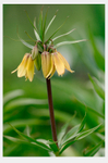Fritillaria imperialis 'Vivaldi'