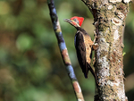 Lineated Woodpecker (male) on tree, Costa Rica