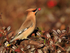 Waxwing feeding on berries at Bletchley