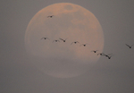 Pink Spermoon 7/4/2020 - 1